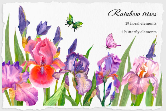 Beautiful Irises Watercolor Clipart Flower