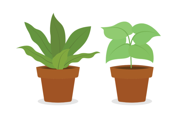 Evaluating Plant Floral: A Practical Guide to Selection and Use