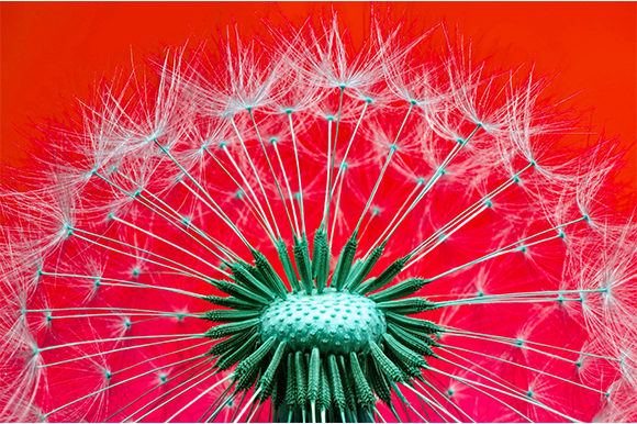 Evaluating the Dandelion Plant Flowers Floral Design for Creative Projects