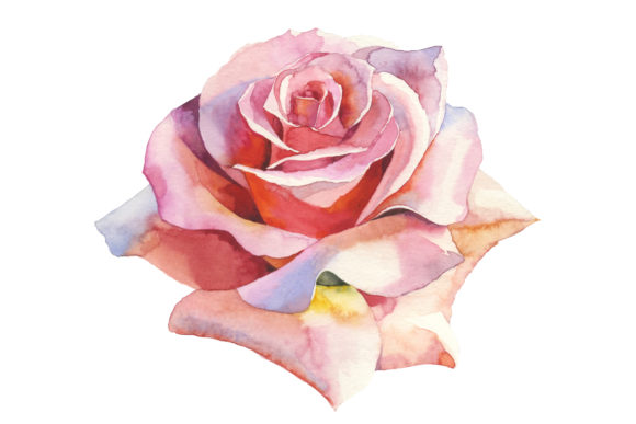 Pink Roses Realistic Watercolor Set: A Versatile Tool for Creative Projects