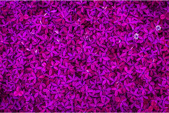 Rose Flower Floral Texture Background: Elevating Creative Projects with Timeless Elegance